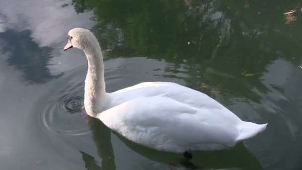 White swan in a pond. — Stock Video