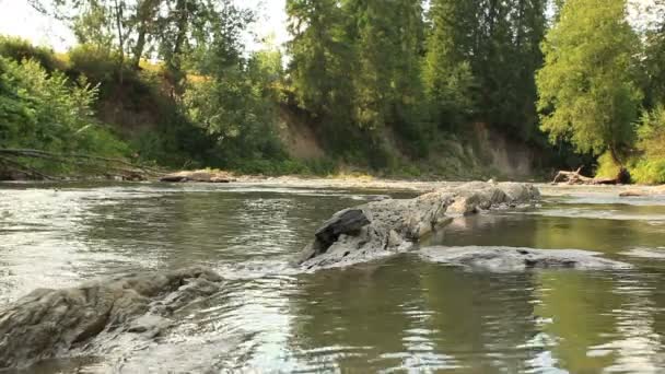 Маленька річка з камінням — стокове відео