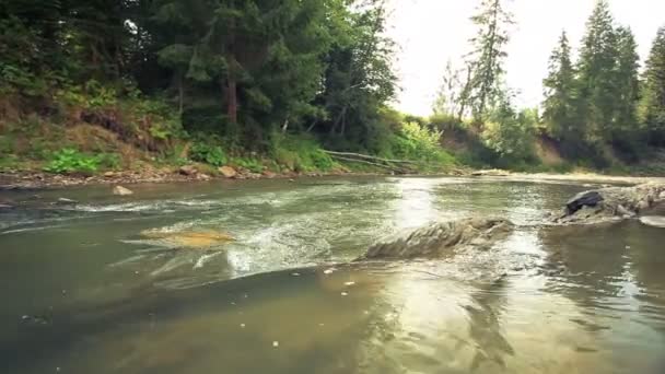 Petite rivière pure avec des pierres. Panorama — Video