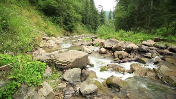 Petite rivière de montagne en été. Paysage — Video