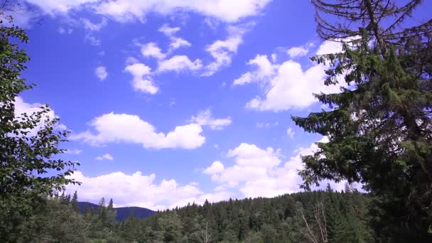 Nubes lentas en el cielo azul brillante y árboles. Tiempo transcurrido sin aves — Vídeo de stock