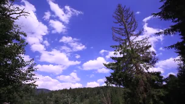 Nuvole veloci in cielo azzurro brillante e alberi. Time lapse senza uccelli — Video Stock