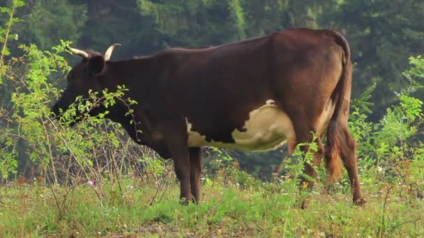 Vaca em um prado — Vídeo de Stock