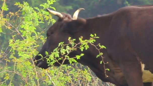Корова на лугу близко. — стоковое видео