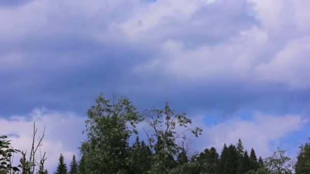 Árboles y cielo. Caducidad — Vídeo de stock