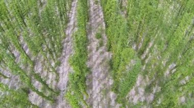Yukarı hop yeşil alanın üzerine. Tarım manzara. Hava Üstten Görünüm