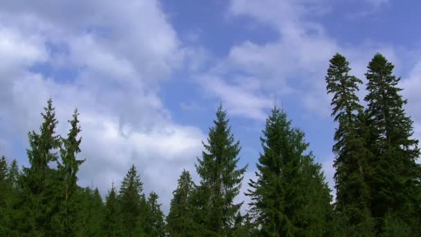 Wolken tegen hoge bomen. Time-lapse — Stockvideo