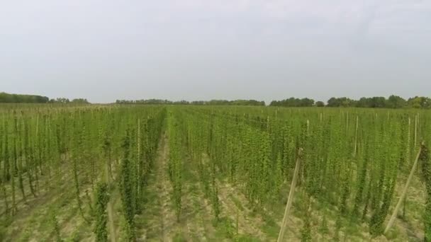 Omhoog over groene veld van hop. Agrarische landschap. Luchtfoto — Stockvideo