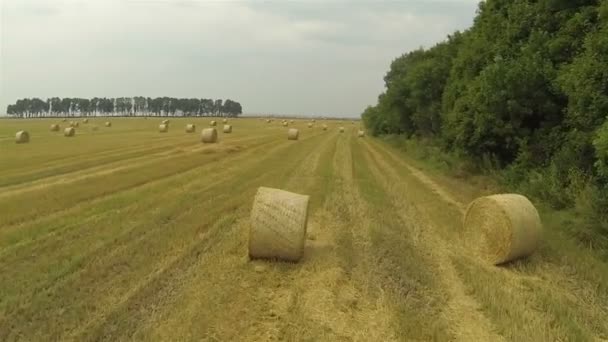 Flight over  slanted field with haycocks. Aerial  slow — Stock Video