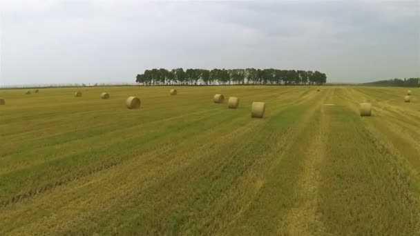 Agricultural landscape with hay. Aerial  slow — Stock Video