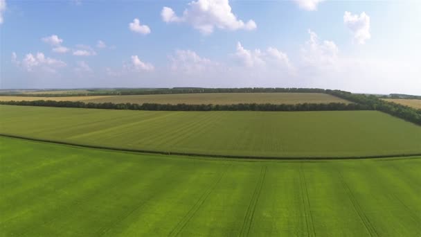 Nad pięknym polem z żółtymi i zielonymi uprawami. Obszary wiejskie — Wideo stockowe