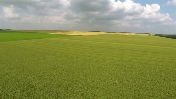 Vuelo sobre un hermoso campo de maíz. Paisaje rural aéreo — Vídeos de Stock