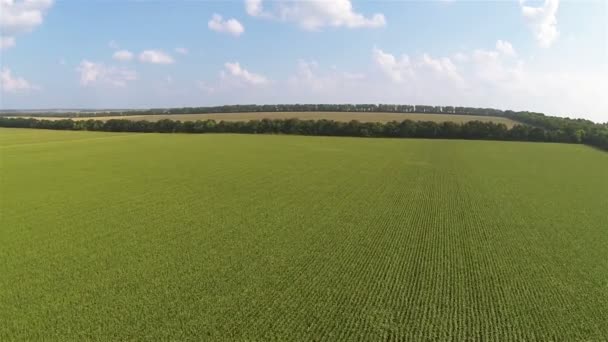 背景にトウモロコシや木の美しいフィールド上を飛行します。空中田園風景 — ストック動画