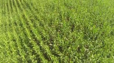 Uçuş yeşil Mısır üzerinden. Hava atış, üstten görünüm