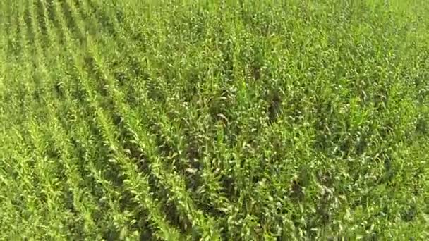 Flight over green corn. Aerial shot, Top view — Stock Video