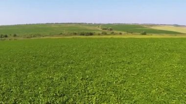 Yeşil ve sarı çim ile kırsal manzara. Hava atışı