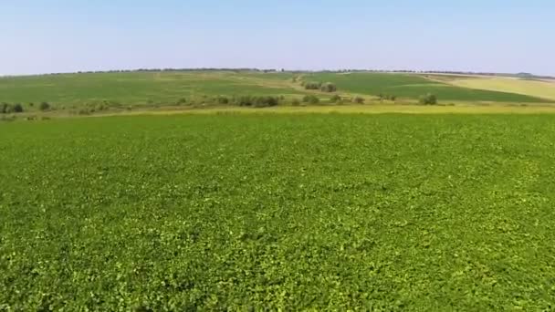 Paisaje rural con hierba verde y amarilla. Disparo aéreo — Vídeos de Stock