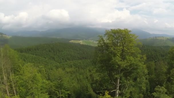 Laterale vlucht in berg met hout. Luchtfoto schot in zomerdag — Stockvideo