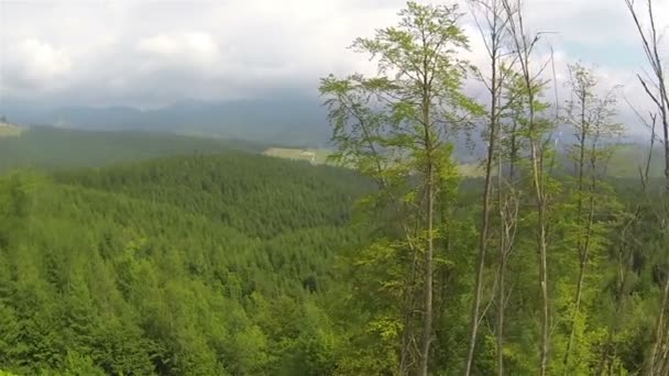 Seitlicher Flug über Bäume im Bergwald. Luftaufnahme — Stockvideo