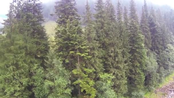 Vuelo sobre río de montaña con bosque y niebla en zona rural. Antena — Vídeos de Stock