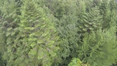 Yeşil ağaç üzerinde kat yukarıda. Hava Üstten Görünüm