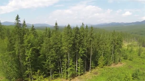 산에 나무를 통해 비행을 후면. 공중 — 비디오
