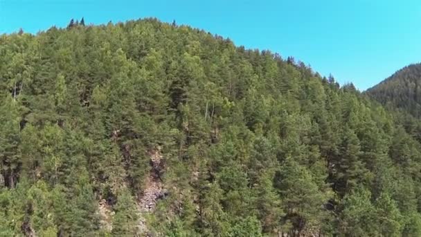 Fly up  over trees in mountain wood .Aerial — Stock Video