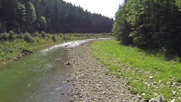 Survoler la rivière et le bois. Aérien — Video