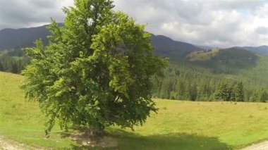 Yalnız ağaç l Dağları üzerinde uçuş. Hava atışı