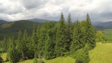 Hill dağlarda ağaçlarda grubudur. Hava atış, arka uç