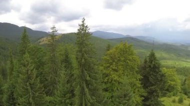 Hill dağlarda ağaçlarda grubudur. Hava atış, yavaş sinek