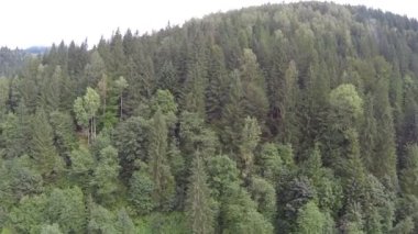 Üzeri ahşap ve dağ nehir. Hava yanal uçuş