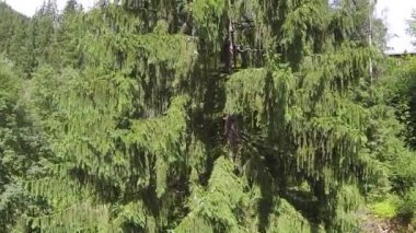 Uçuş köknar ağacı tohumları Dağları ile üzerinden. Hava