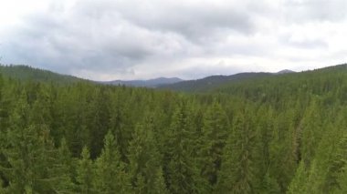 güzel ahşap yüksek ağaçları ile. Yanal uçuş. Hava