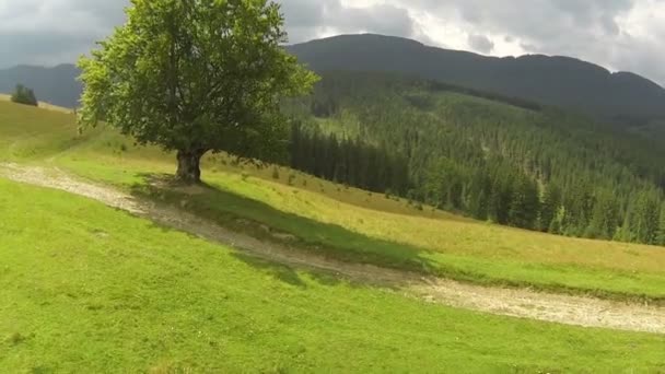 Flug über einsamen Baum in den Bergen bei windigem Tag. Luftaufnahme — Stockvideo