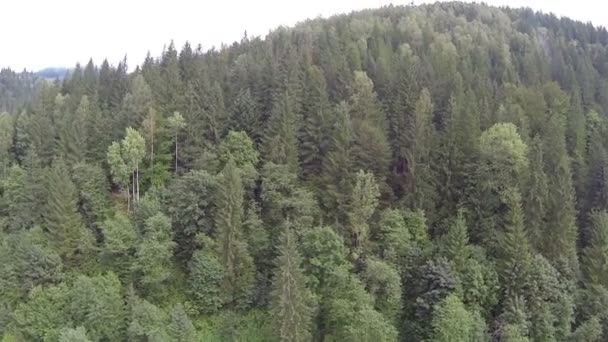 Starší dřevo a řeka v hoře. Vzdušný boční letu — Stock video