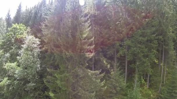 Laterala flyga upp över trä i berg med solstrålar. Antenn — Stockvideo