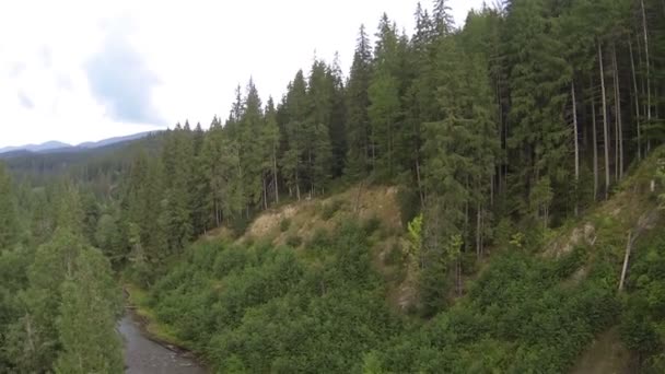 Vuelo trasero sobre el río de montaña con madera en día nublado Aérea — Vídeo de stock