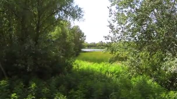 Nehir için uçuş ağaçlar aracılığıyla. Hava — Stok video