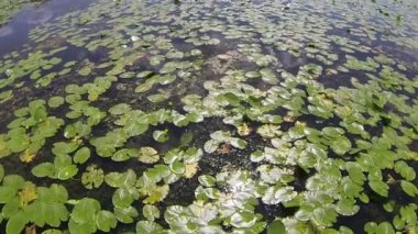 Nehir güneşin yolu. Havadan görünümü