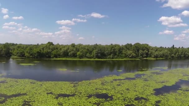 Vlucht over rustige kleine rivier met waterlelies. Luchtfoto — Stockvideo