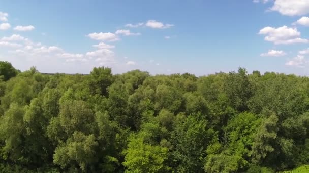 Flight over  quiet small river with water-lilies. Aerial rear fly — Stock Video