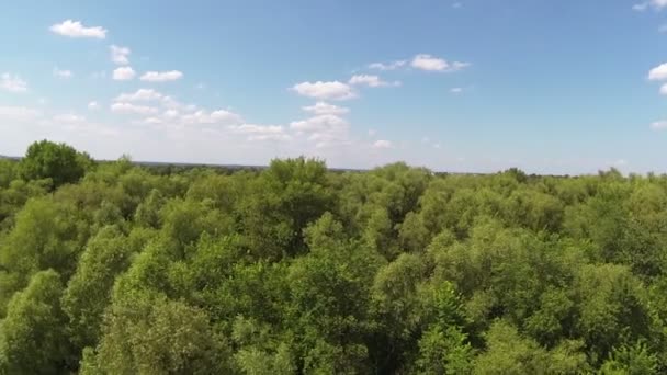 Flight over  trees . Aerial — Stock Video