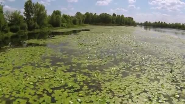 Річка з зеленим листям. Повітряний швидкий низький політ — стокове відео