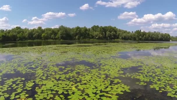 Ποταμός με πράσινα φύλλα και ωραία σύννεφα. Εναέρια — Αρχείο Βίντεο