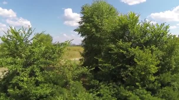 Meer dan bomen en veld. Luchtfoto — Stockvideo