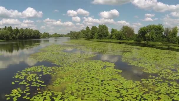 Hermoso paisaje fluvial con plantas y cielo. Vista aérea — Vídeos de Stock