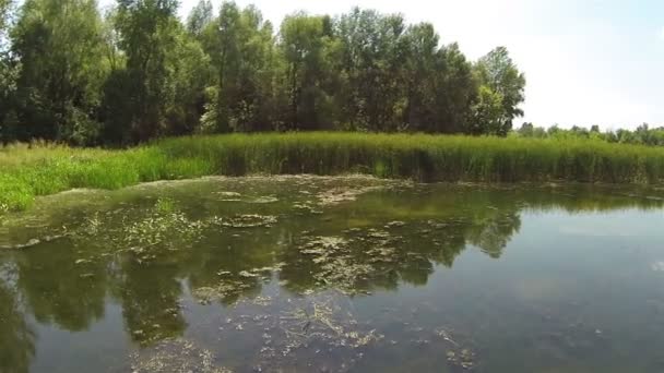 緑のサトウキビと静かな湖。航空写真ビュー — ストック動画