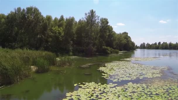 Oppervlak van de vijver en hout. Luchtfoto — Stockvideo