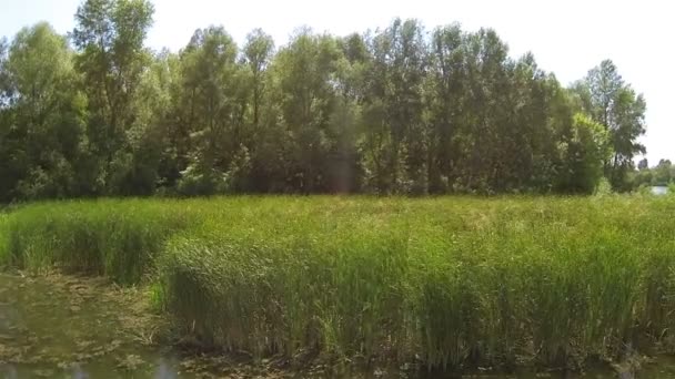 Landscape with  pond in canes and wood. Aerial view — Stock Video